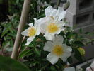 0-47-19DLFED rose photo