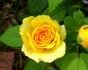 Golden Fantasie rose photo