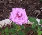 Diamond Anniversary ™ rose photo