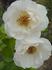 Moonbeam rose photo
