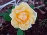 Benita ® rose photo