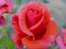 Bill Slim rose photo