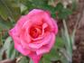 Elsie Melton rose photo