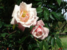Courier rose photo
