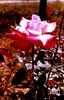 Annie Girardot rose photo