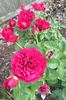 Braveheart ™ rose photo