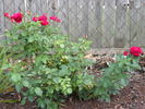 Braveheart ™ rose photo