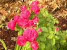Braveheart ™ rose photo