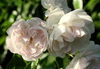Princesse Louise rose photo