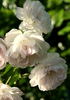Princesse Louise rose photo