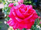 Brigitte Bardot rose photo