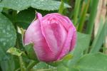 Léonie Lambert rose photo