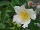 0-47-19DLFED rose photo