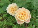 Jan's Wedding rose photo