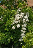 Bennett Valley Tree Hugger rose photo