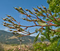 Bennett Valley Tree Hugger rose photo