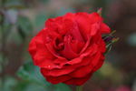 Révolution Française rose photo