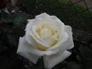 Galahad rose photo
