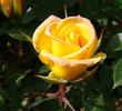 Laura Ford ® rose photo