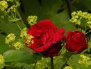 Heather Wood rose photo