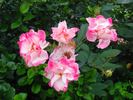 Citron-Fraise rose photo