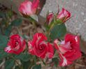 Cinnamon Girl ™ rose photo