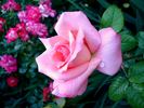 Cosima rose photo