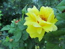 R15-01 rose photo