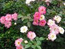 Citron-Fraise rose photo