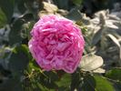 Abel Grant rose photo
