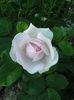 Souvenir de Christophe Cochet rose photo