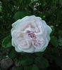 Souvenir de Christophe Cochet rose photo