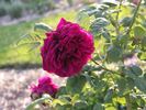 Kaiser Wilhelm I rose photo