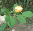 Anson Jones rose photo