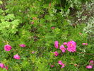 Dart's Defender rose photo