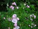 Euphrosyne rose photo