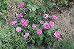 Ami Martin rose photo