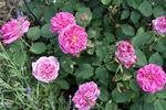 Ami Martin rose photo