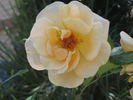 Anson Jones rose photo
