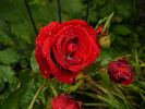 Heather Wood rose photo