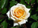 Sam Trivitt rose photo