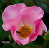 Dainty Maid rose photo