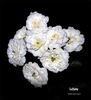 Lullaby rose photo