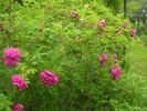 Kaiserin des Nordens rose photo