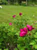 Rugspin rose photo