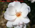 Platinum Blonde rose photo