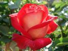 Acadia rose photo
