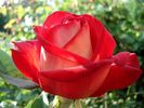 Acadia rose photo