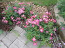 Pink Drift ® rose photo