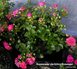 Rosenwunder von Schloss Hexenagger rose photo